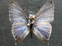 Adult Male Upper of Marbled Line-blue - Erysichton palmyra tasmanicus